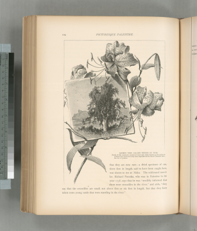 Sacred tree called Sheikh et Teim. South of the extensive mound of ruins and tombs known to the Arabs as Tibneh, but which has long been regarded as the site of Tinmath Sera, the city of Joshua., 1881