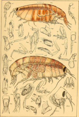 An account of the Crustacea of Norway, with short descriptions and figures of all the species (1895) (16744018866)