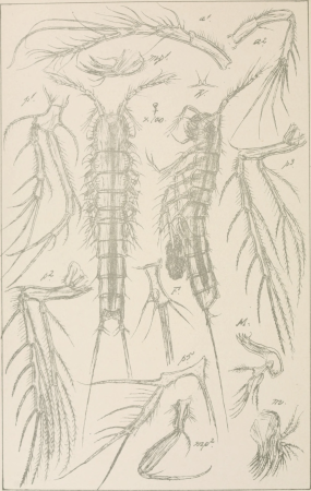 An account of the Crustacea of Norway, with short descriptions and figures of all the species (1903) (16563119387)