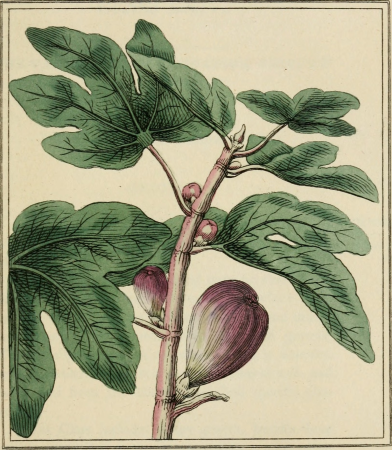 Elements of the science of botany, as established by Linnaeus; with examples to illustrate the classes and orders of his system (1812) (21273245441)