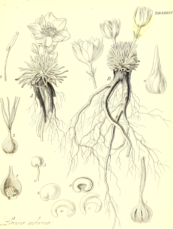 The botany of Captain Beechey's voyage; comprising an acount of the plants collected by Messrs. Lay and Collie, and other officers of the expedition, during the voyage to the Pacific and Behring's (19784848113), 1841