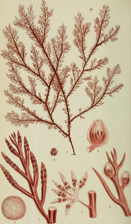 Phycologia Britannica, or, A history of British sea-weeds - containing coloured figures, generic and specific characters, synonymes, and descriptions of all the species of algae inhabiting the shores (14577735350), 1846