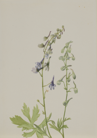Delphinium (Delphinium scopulorum), Mary Vaux Walcott, circa 1930s