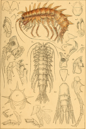 An account of the Crustacea of Norway, with short descriptions and figures of all the species (1895) (16768859031)