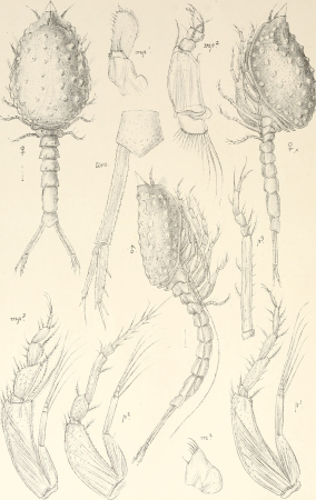 An account of the Crustacea of Norway, with short descriptions and figures of all the species (1899) (16150023323)
