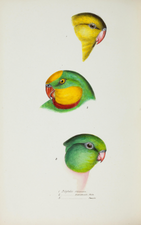 A synopsis of the birds of Australia, and the adjacent Islands BHL45925379, between 1837 and 1838