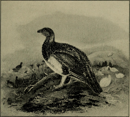 Game birds and shooting-sketches - illustrating the habits, modes of capture, stages of plumage and the hybirds and varieties which occur amongst them (1894) (14565477630)