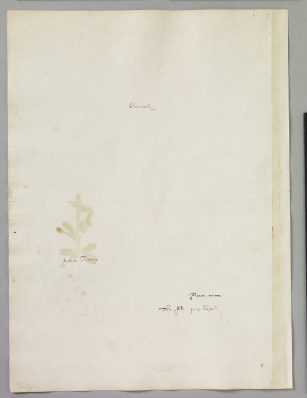 Alexander Marshal (RCIN 924314-1), Alexander Marshal