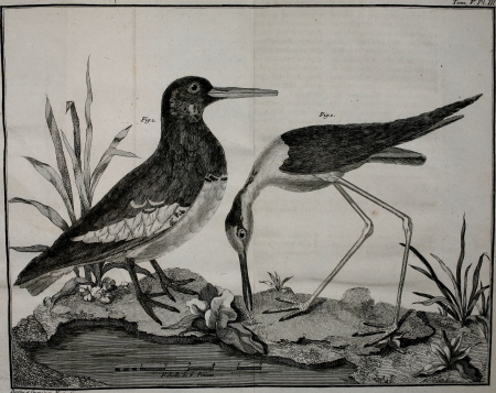 Ornithologie, ou, Méthode contenant la division des oiseaux en ordres, sections, genres, especes and leurs variétés - a laquelle on a joint une description exacte de chaque espece, avec les citations (14563550680), 1760