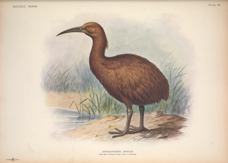 Extinct birds - an attempt to unite in one volume a short account of those birds which have become extinct in historical times - that is, within the last six or seven hundred years - to which are (14752545255), 1907