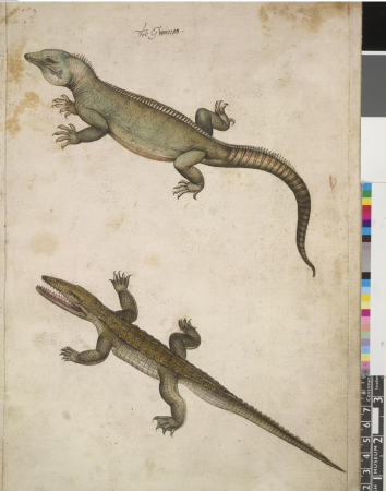 After John White - Iguana and crocodile or alligator, leaf from a volume (now consisting of 113 leaves of drawings), associated with John White, SL, 5270.13