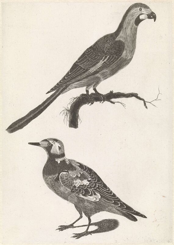 Parrot on a branch to the right, under a turnstone to the left, Johan Teyler