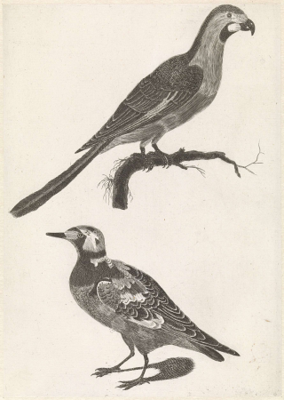 Parrot on a branch to the right, under a turnstone to the left, Johan Teyler