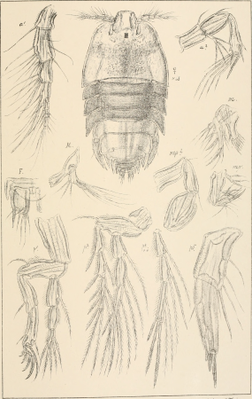 An account of the Crustacea of Norway, with short descriptions and figures of all the species (1903) (16582743950)