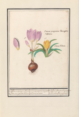 Krokus (Crocus) 1. Saffraen met purper Bloem. 2. idem met geluwe bloem. 1. Corcus purpereus variegatus 2. Corcus Lutens. 1. Saffrau à fleur variée de pourpre 2. La meme fleur en Jeaume (titel op object), RP-T-BR-2017-1-9-11, Elias Verhulst, between 1596 and 1610