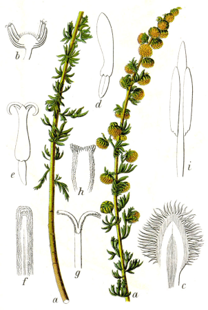 Artemisia rupestris Sturm32, Johann Georg Sturm, 1796