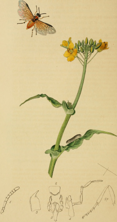 British entomology; being illustrations and descriptions of the genera of insects found in Great Britain and Ireland- containing coloured figures from nature of the most rare and beautiful species, (14780958641), John Curtis, 1823