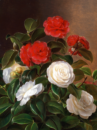 Red and white camellia, Johan Laurentz Jensen, 1843