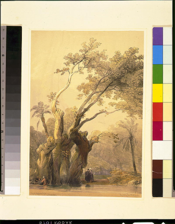 The holy tree, Metereah - David Roberts, R.A. LCCN2002718717, 1846