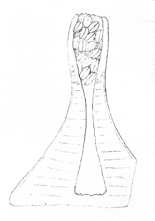 Makers of British botany, Plate 16, right figure (Plate from Griffith's Notulae), William Griffith
