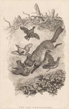 Fox and Partridges, Samuel Howitt, 1818