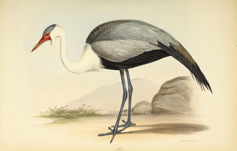 The genera of birds - comprising their generic characters, a notice of the habits of the genus, and an extensive list of species referred to their several genera (1849) (14749306601)