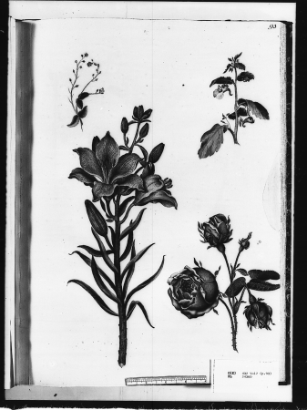 Alexander Marshal (RCIN 924360-3), Alexander Marshal