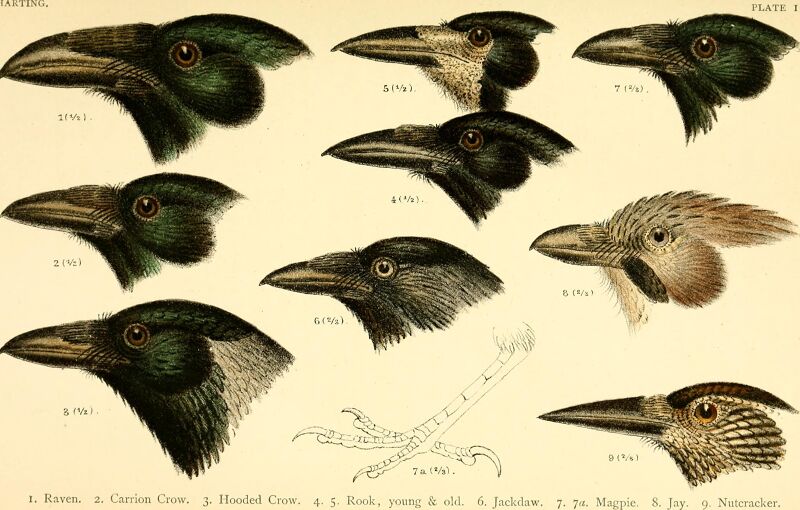 A handbook of British birds, showing the distribution of the resident and migratory species in the British islands, with an index to the records of the rarer visitants (1901) (14748093414)