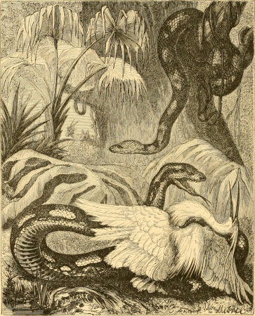 Reptiles and birds - a popular account of the various orders; with a description of the habits and economy of the most interesting (1869) (14562104549), Albin Mesnel, 1869