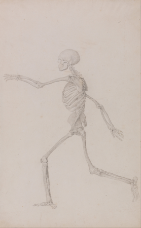 A Comparative Anatomical Exposition of the Structure of the Human Body with that of a Tiger and a Common Fowl: Human Skeleton, Lateral View Seen from the Left, Running (Finished Study for Table III), George Stubbs, 1795 to 1806