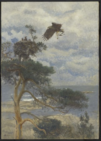 White-tailed eagle with drake duck as prey at its nest on the coast, Bruno Liljefors, between 1875 and 1939