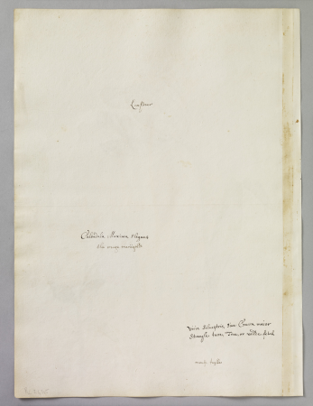 Alexander Marshal (RCIN 924315-1), Alexander Marshal