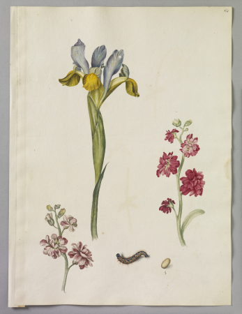 Alexander Marshal (RCIN 924328), Alexander Marshal