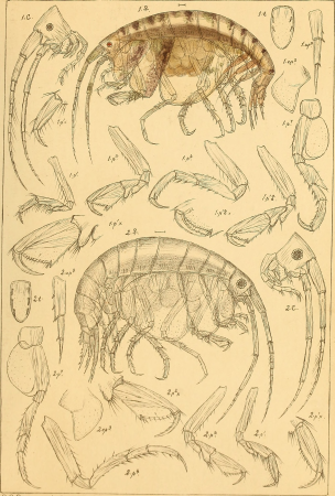 An account of the Crustacea of Norway, with short descriptions and figures of all the species (1895) (16582411288)