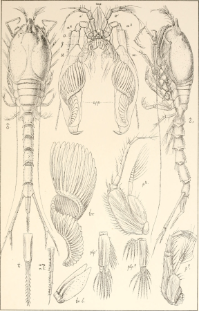 An account of the Crustacea of Norway, with short descriptions and figures of all the species (1899) (16769924465)