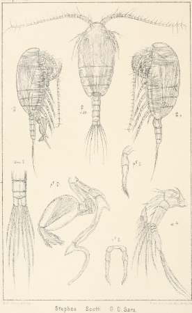 An account of the Crustacea of Norway, with short descriptions and figures of all the species (1901) (16582386208)
