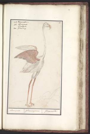 Gewone flamingo (Phoenicopterus roseus) vlaemijnck. phaenicopteros. flamandt. (titel op object), RP-T-BR-2017-1-5-59, Elias Verhulst, between 1596 and 1610