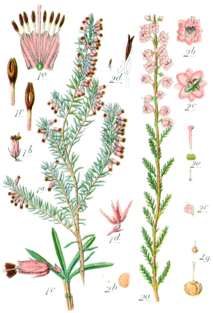 Ericaceae spp Sturm48, Johann Georg Sturm, 1796