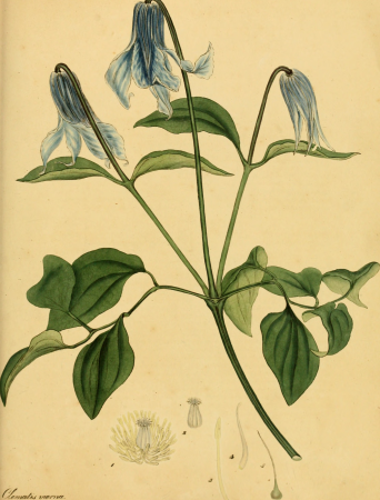 The botanist's repository, for new, and rare plants - containing coloured figures of such plants, as have not hitherto appeared in any similar publication, with all their essential characters, (20217194478), 1797