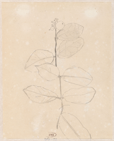 Plantenstudie, RP-T-1969-152(V), Theo Nieuwenhuis, between 1876 and 1951