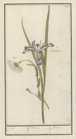 Blauwe lis (Iris sibirica) 1. Lis 2 1. Chameiris 2. 1. flambe. iris. 2. (titel op object), RP-T-BR-2017-1-10-6, Elias Verhulst, between 1596 and 1610