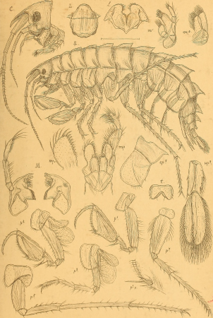 An account of the Crustacea of Norway, with short descriptions and figures of all the species (1895) (16768910621)