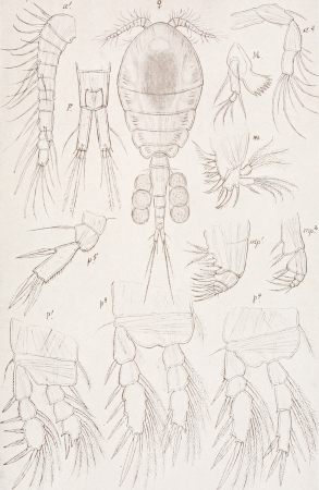 An account of the Crustacea of Norway, with short descriptions and figures of all the species (1913) (16744209176)