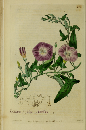 The Botanical register consisting of coloured figures of (1815) (14772858612), 1815