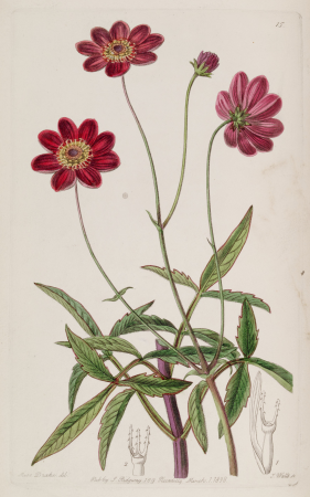 Cosmos scabiosoides Edwards's Bot. Reg. 24. 15. 1938, 1838