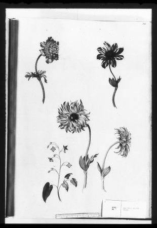 Alexander Marshal (RCIN 924290-3), Alexander Marshal