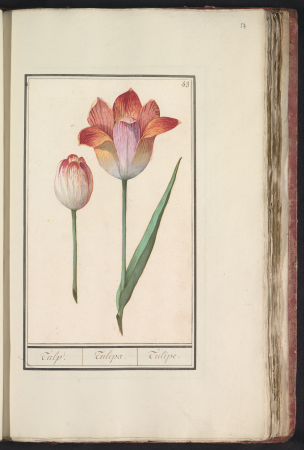 Tulp (Tulipa), RP-T-BR-2017-1-8-57, between 1596 and 1610
