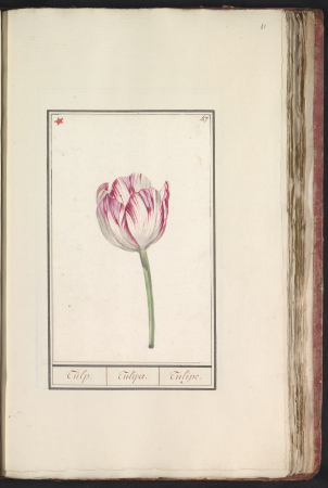 Tulp (Tulipa), RP-T-BR-2017-1-8-61, between 1790 and 1814