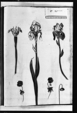 Alexander Marshal (RCIN 924331-3), Alexander Marshal