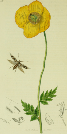 British entomology; being illustrations and descriptions of the genera of insects found in Great Britain and Ireland- containing coloured figures from nature of the most rare and beautiful species, (20391612776), John Curtis, 1823